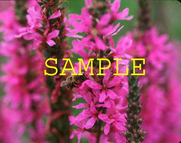 569-27s loosestrife