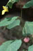 324-37s pale jewelweed