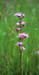 421-08s ragged robin