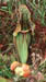 443-23s pitcher plant