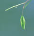 608-04p capensis pod
